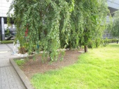 i013s.jpg